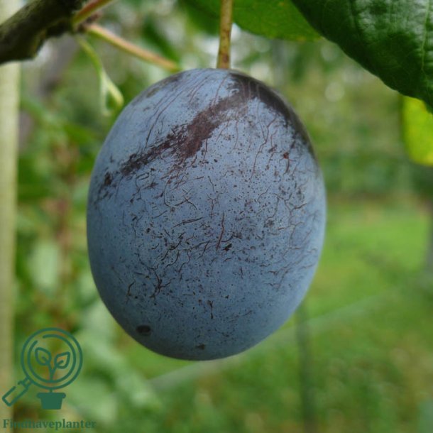 Blommetr� "Italiensk Sveske"