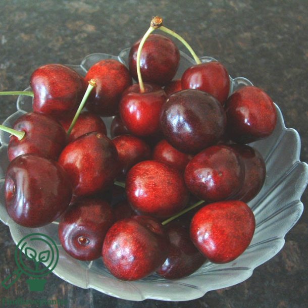 Kirseb�rtr� "Sunburst"