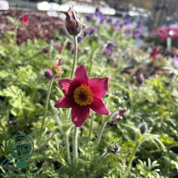 Kobj�lde 'R�de Klokke'