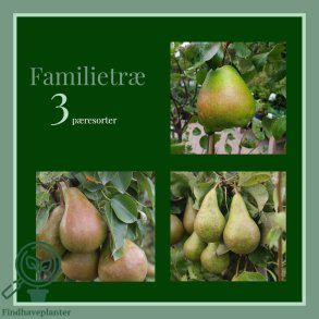 P�retr� 'Familietr�'
