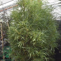 T�rstetr� 'Fine Line'