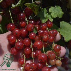 Ribsbusk "Jonkheer Vand Tets"