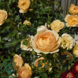 Rose 'Amber Cover'
