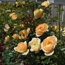Rose 'Amber Cover'