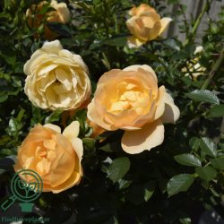 Rose 'Amber Cover'