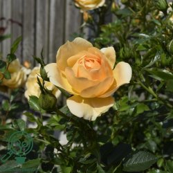 Rose 'Amber Cover'