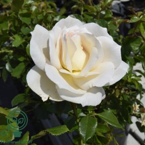 Rose 'Fru N�rby'