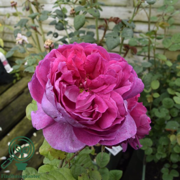 Rosa 'Young Lycidas'