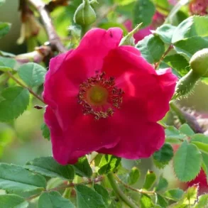 Rose 'Moyesii'