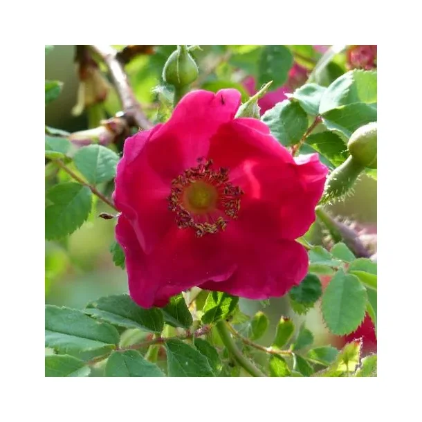 Rose 'Moyesii'