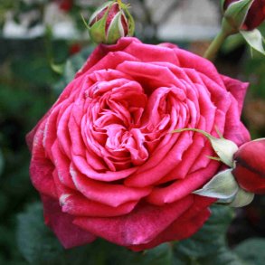 Rose 'Johann Wolfgang vin Goethe'