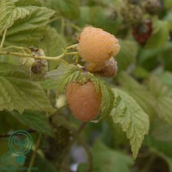 Hindb�r 'Golden Everest'