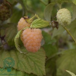 Hindb�r 'Golden Everest'