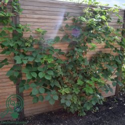 Bromb�r 'Loch Ness'