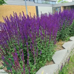 Staude-Salvie 'Caradonna'