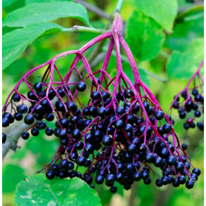 Hyld (Sambucus Nigra) alm. hyld