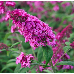 Buddleja 