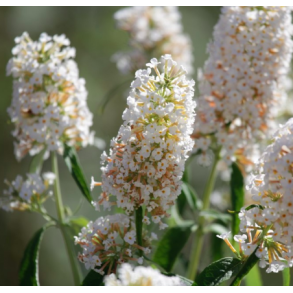Buddleja 