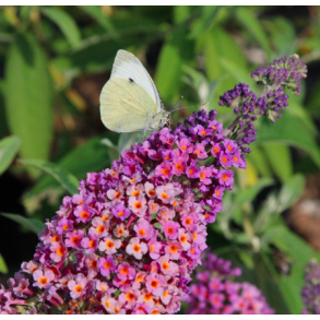 Buddleja 