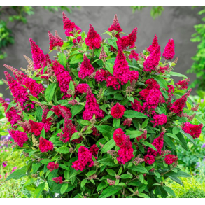 Buddleja butterfly candy 