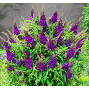 Buddleja butterfly candy 