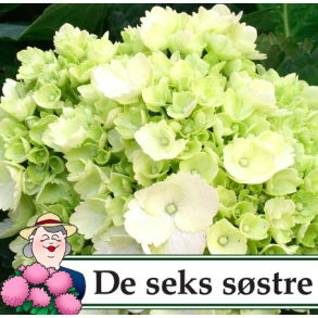 Hortensia 