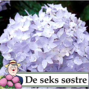 Hortensia 