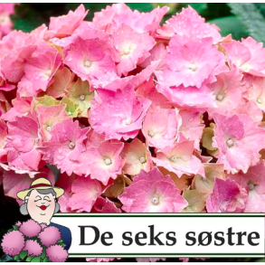 Hortensia 