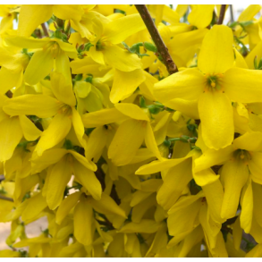 Forsythia 
