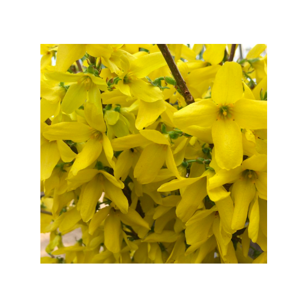 Forsythia "Weekend"