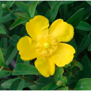 Hypericum 