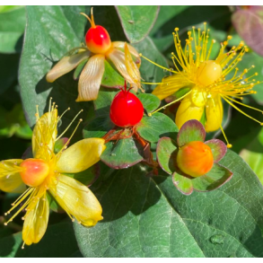Hypericum 