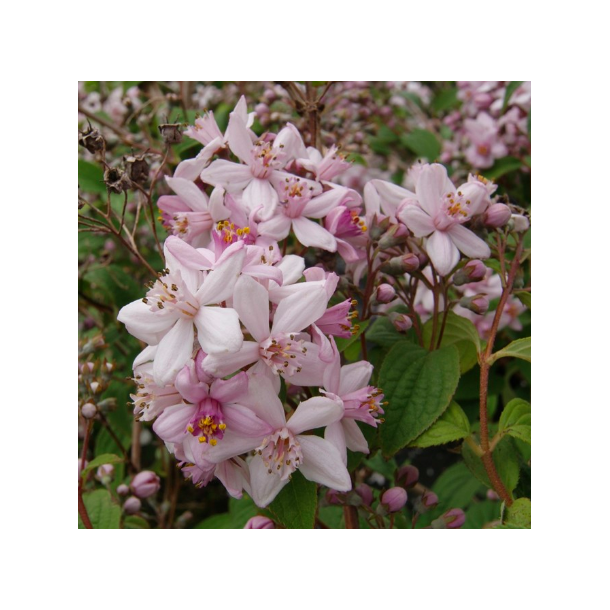 Stor stjernetop "Mont Rose"