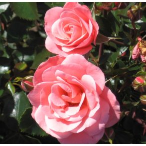 Rose 'Fredensborg'