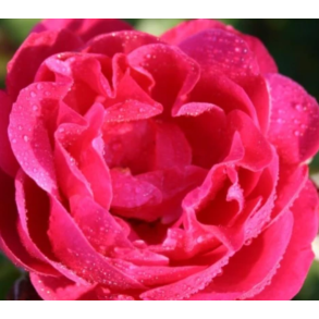 Rose 'Johannes Larsen Rosenmager'