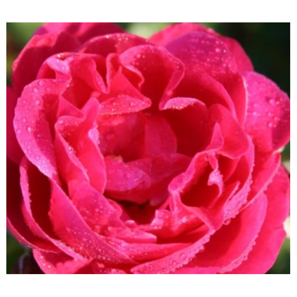Rose 'Johannes Larsen Rosenmager'