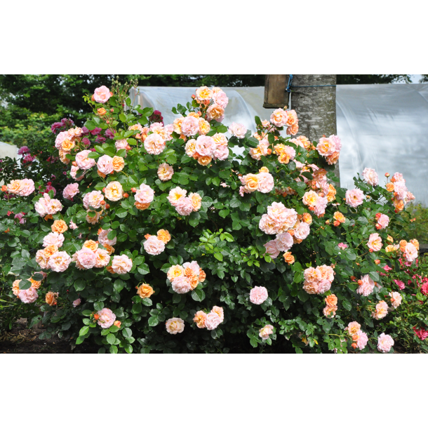 Rose 'Mia Rosenmager'