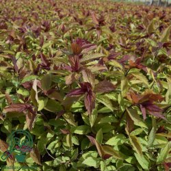 Spir�a 'Double Play Red'