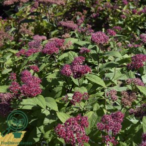 Spir�a 'Double Play Red'