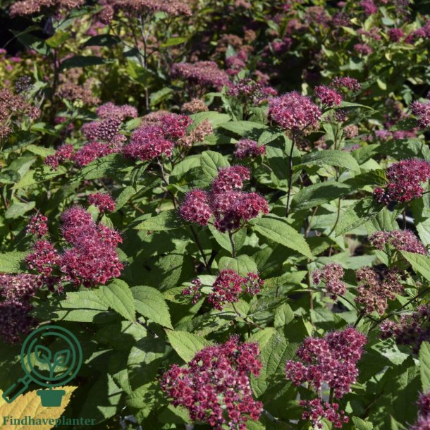 Spir�a 'Double Play Red'