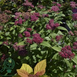 Spir�a 'Double Play Red'