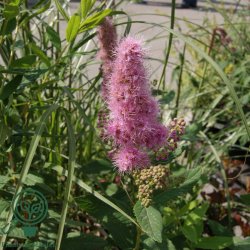 Spir�a 'Billardii'