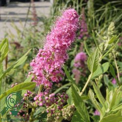 Spir�a 'Billardii'