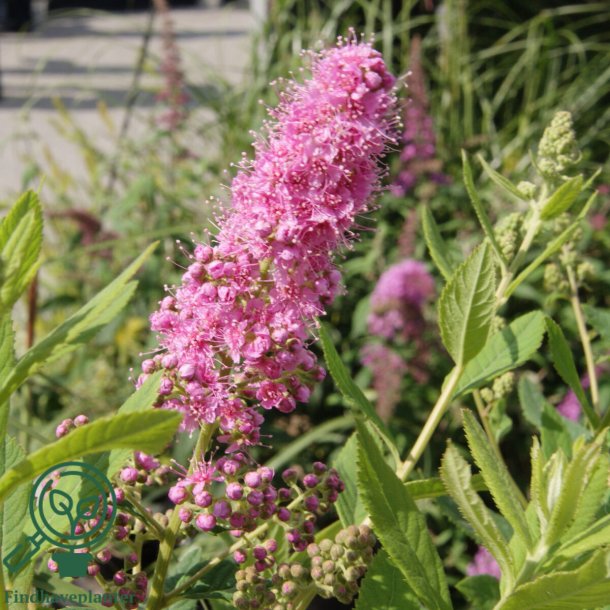 Spir�a 'Billardii'