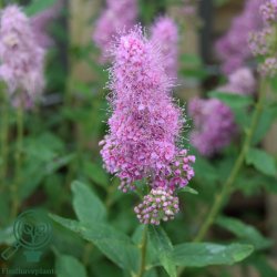 Spir�a 'Billardii'