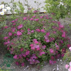 Spir�a "Anthony Waterer"