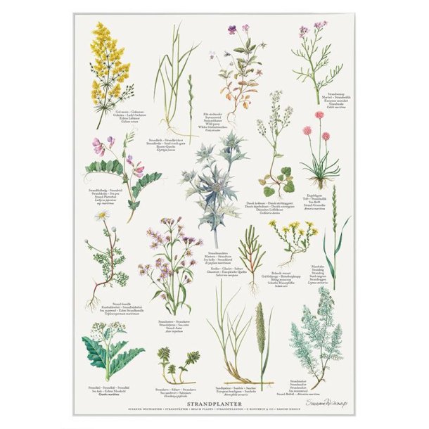 Strandplanter