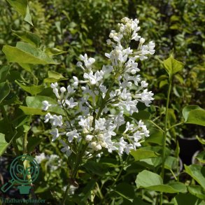 Syren vulgaris 'Alba'