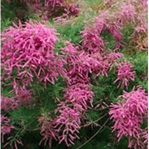 Tamarix 