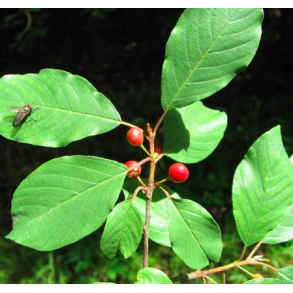 T�rst (Frangula alnus)
